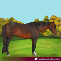 Horse Color:Bay 