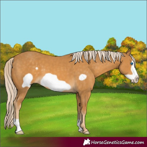 Horse Color:Palomino Frame 