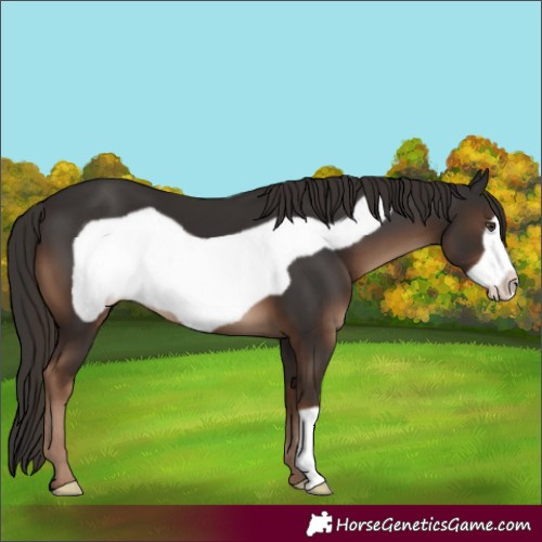 Horse Color:Liver Chestnut Frame 