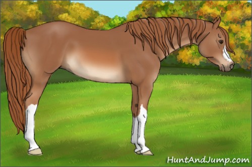 Horse Color:Chestnut 