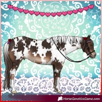 Horse Color:White Spotted Liver Chestnut 