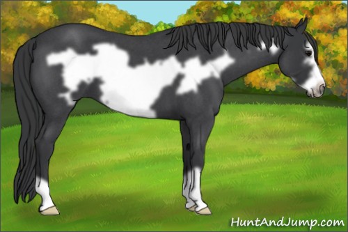 Horse Color:Blue Roan Frame 