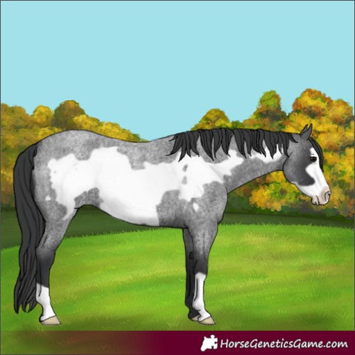 Horse Color:Blue Roan Frame 