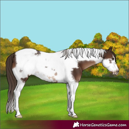 Horse Color:Liver Chestnut Tobiano Frame 