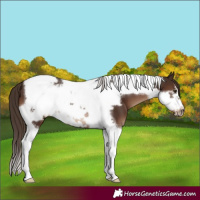 Horse Color:Liver Chestnut Tobiano Frame 