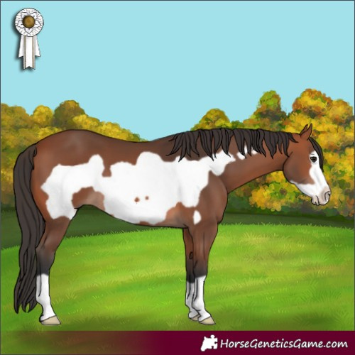 Horse Color:Bay Frame 