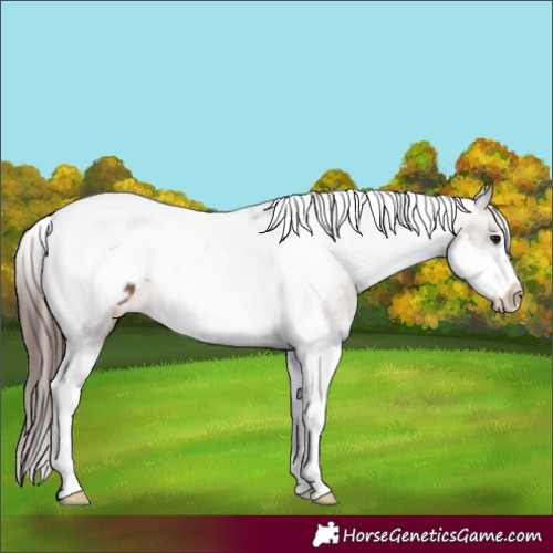 Horse Color:Brown Tobiano Frame Varnish