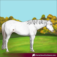 Horse Color:Brown Tobiano Frame Varnish 