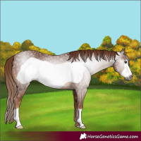 Horse Color:Gray Chestnut Frame