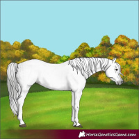 Horse Color:Gray White Spotted Black  and Gray White Spotted Bay 