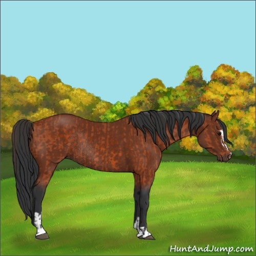 Horse Color:Bay Sabino Rabicano and Bay Sabino Rabicano