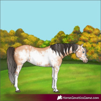 Horse Color:Bay Dun Splash Frame and Bay Dun Splash Frame