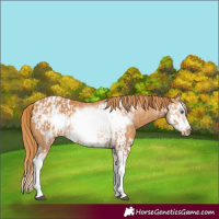 Horse Color:Chestnut Splash Frame  and Chestnut Splash Frame Appaloosa 