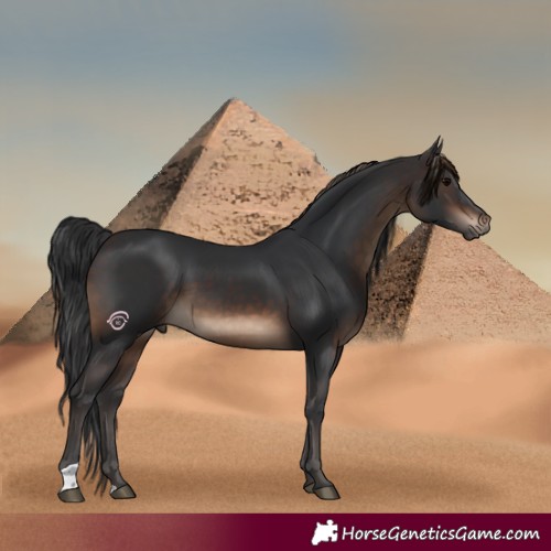 Horse Color:Brown 