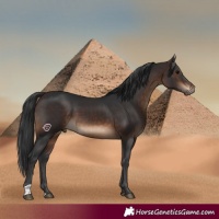Horse Color:Brown 