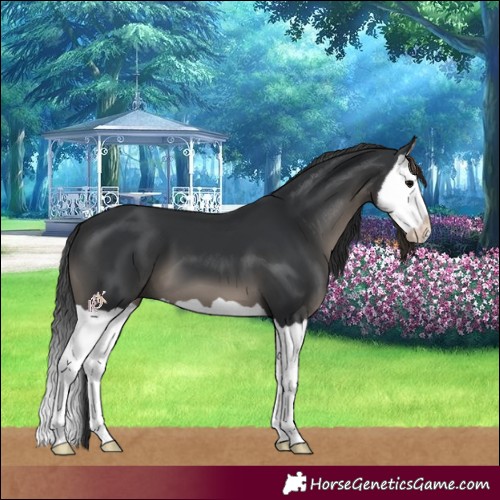 Horse Color:Black Splash 