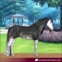 Horse Color:Black Splash 