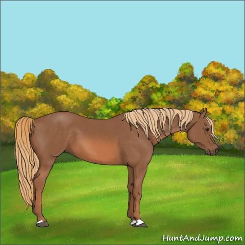 Horse Color:Chestnut 