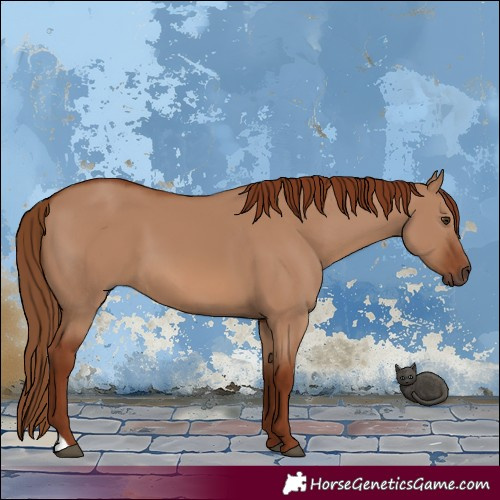 Horse Color:Red Dun 