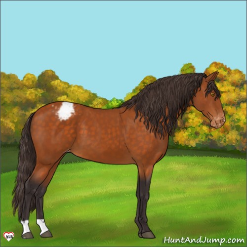 Horse Color:Buckskin Appaloosa 