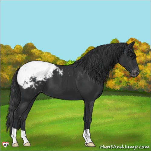 Horse Color:Black Appaloosa 