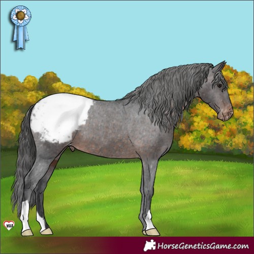 Horse Color:Brown Appaloosa 