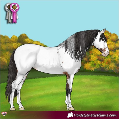 Horse Color:Brown Appaloosa 