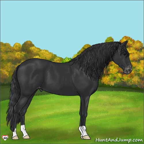 Horse Color:Black Appaloosa 