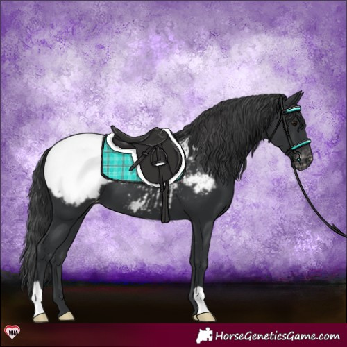 Horse Color:Black Appaloosa
