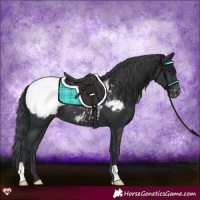 Horse Color:Black Appaloosa 