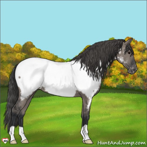 Horse Color:Grullo Appaloosa 