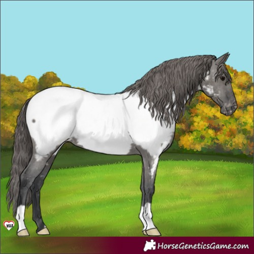 Horse Color:Grullo Near Fewspot 