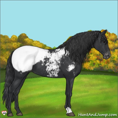 Horse Color:Black Appaloosa 