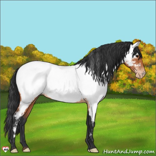 Horse Color:Bay Appaloosa 