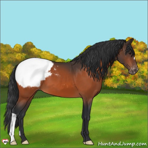 Horse Color:Brown Appaloosa 
