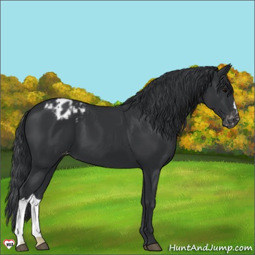 Horse Color:Black Appaloosa 