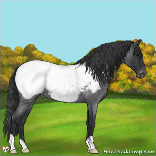 Horse Color:Blue Roan Appaloosa 