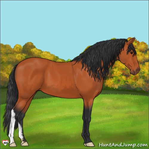 Horse Color:Bay 
