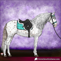 Horse Color:Bay Appaloosa 