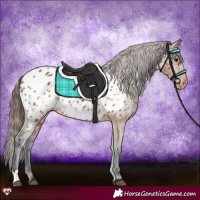 Horse Color:Bay Appaloosa