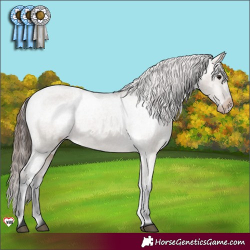 Horse Color:Brown Dun Appaloosa 