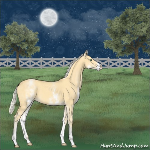 Horse Color:White Spotted Gold Cream Champagne 