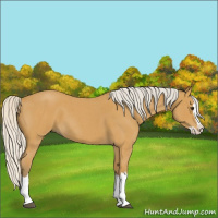 Horse Color:Silver Buckskin Roan Splash 