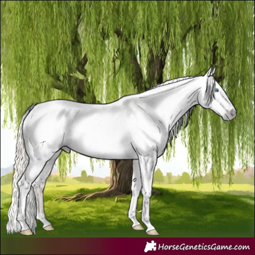 Horse Color:Gray Silver Amber Cream Champagne Roan Dun Splash Tobiano Frame Near Leopard Rabicano 