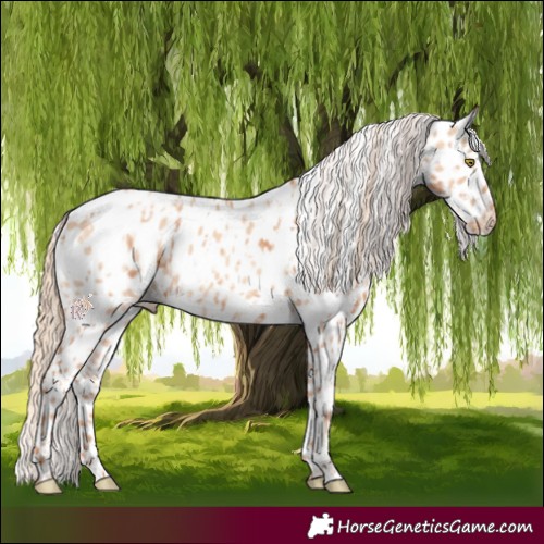 Horse Color:Gold Champagne Appaloosa  and Gold Champagne Dun Appaloosa 