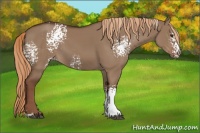 Horse Color:White Spotted Liver Red Dun Sabino 