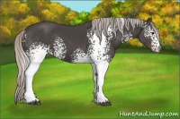 Horse Color:White Spotted Silver Black Sabino 
