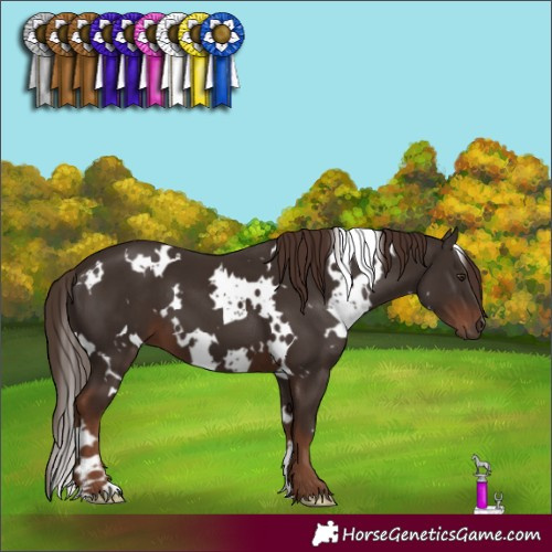 Horse Color:White Spotted Liver Chestnut 