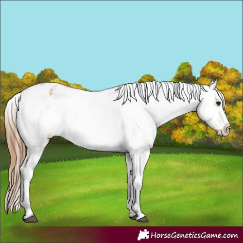 Horse Color:Bay Dun Appaloosa 