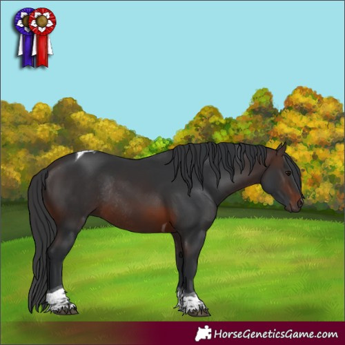 Horse Color:Brown Tobiano Rabicano 